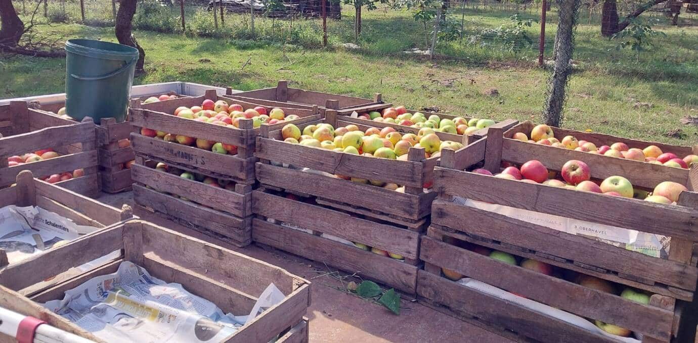 Kisten voller Äpfel auf einem Wagen
