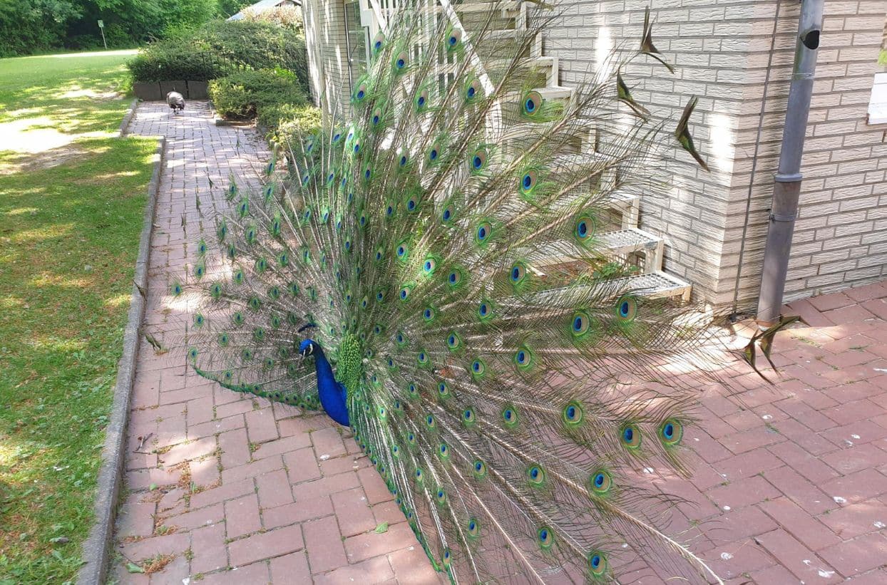Pfau mit ausgebreitetem Federkleid auf Fußweg
