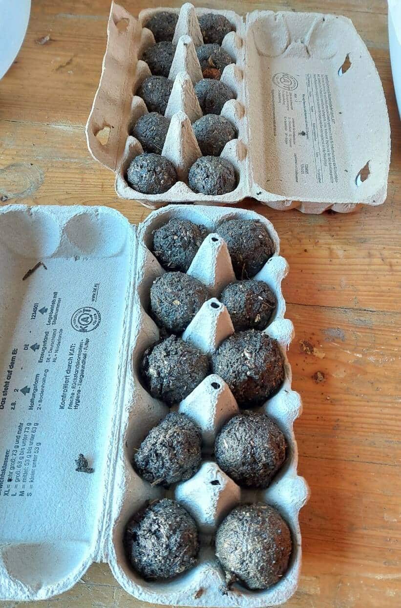 Samenbomben in Eierkartons auf Holztisch