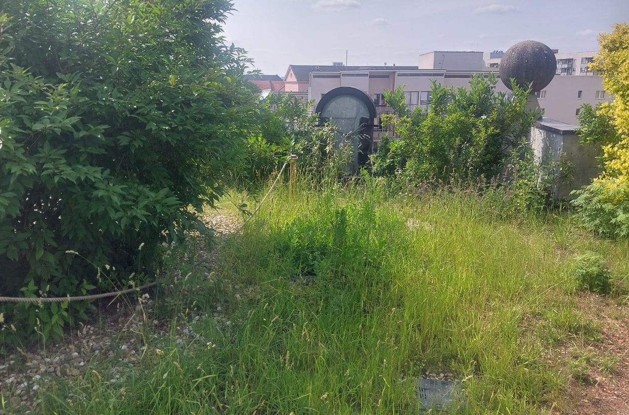 Dachgarten mit Pflanzen und Gebäuden im Hintergrund