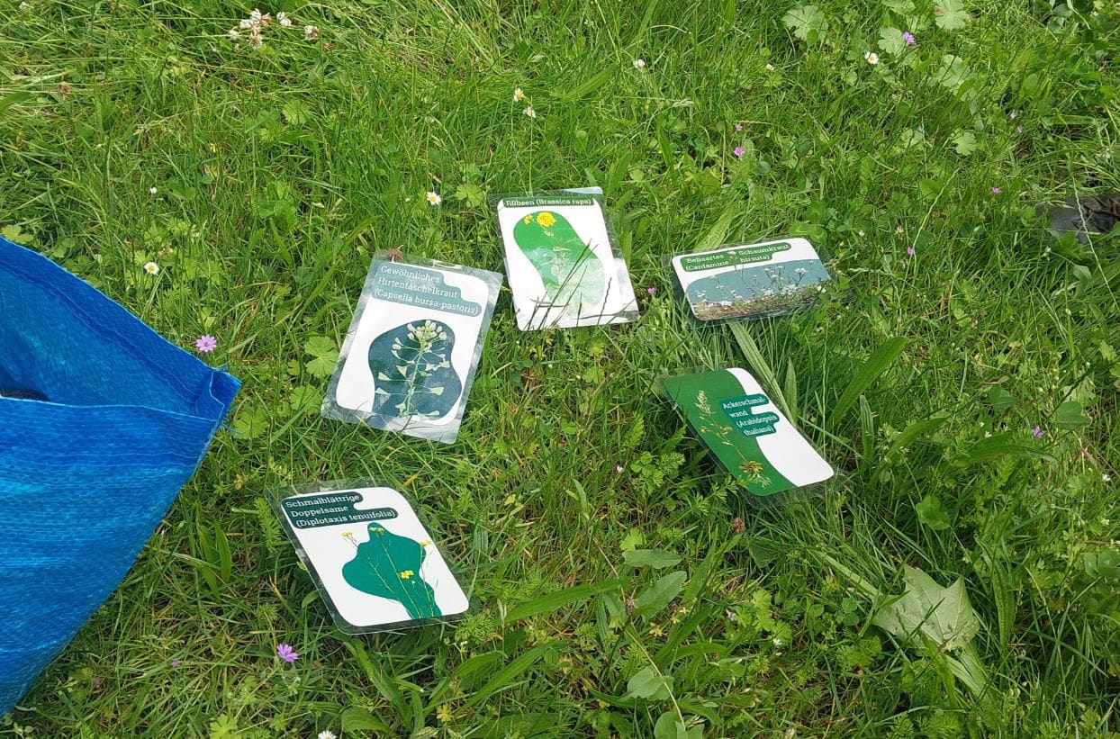 Pflanzenkarten auf grünem Gras verteilt.