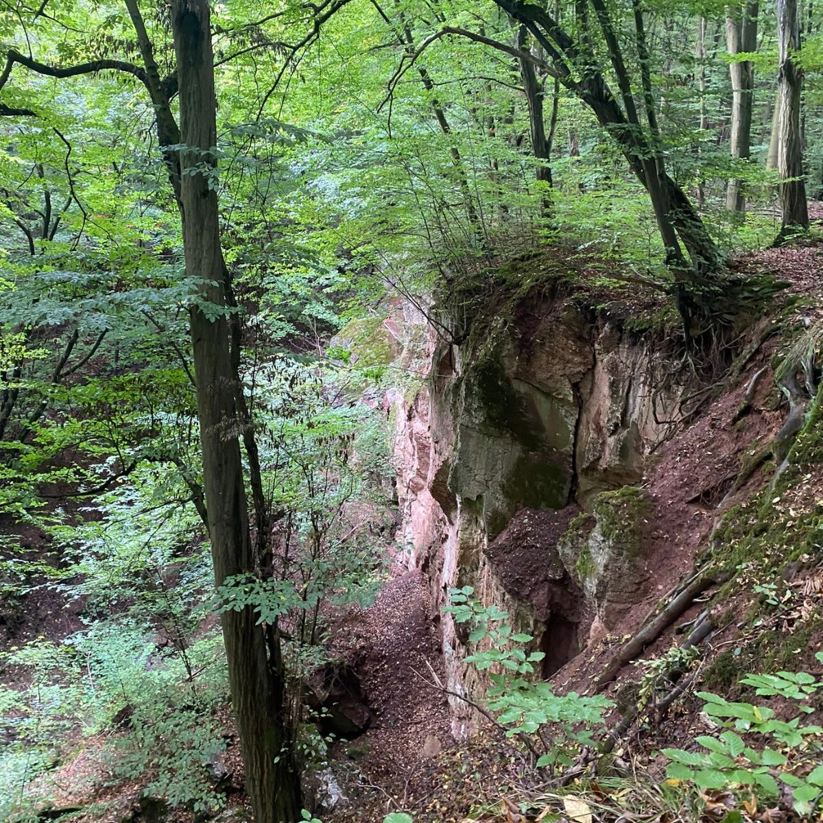 Waldlandschaft mit Felsen und Laubbäumen